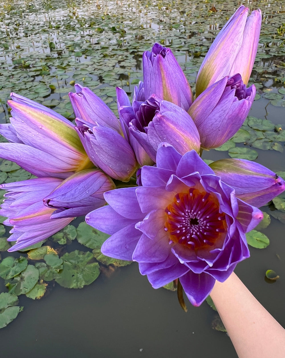 Blue Lotus Whole Flower Tea | The Qi