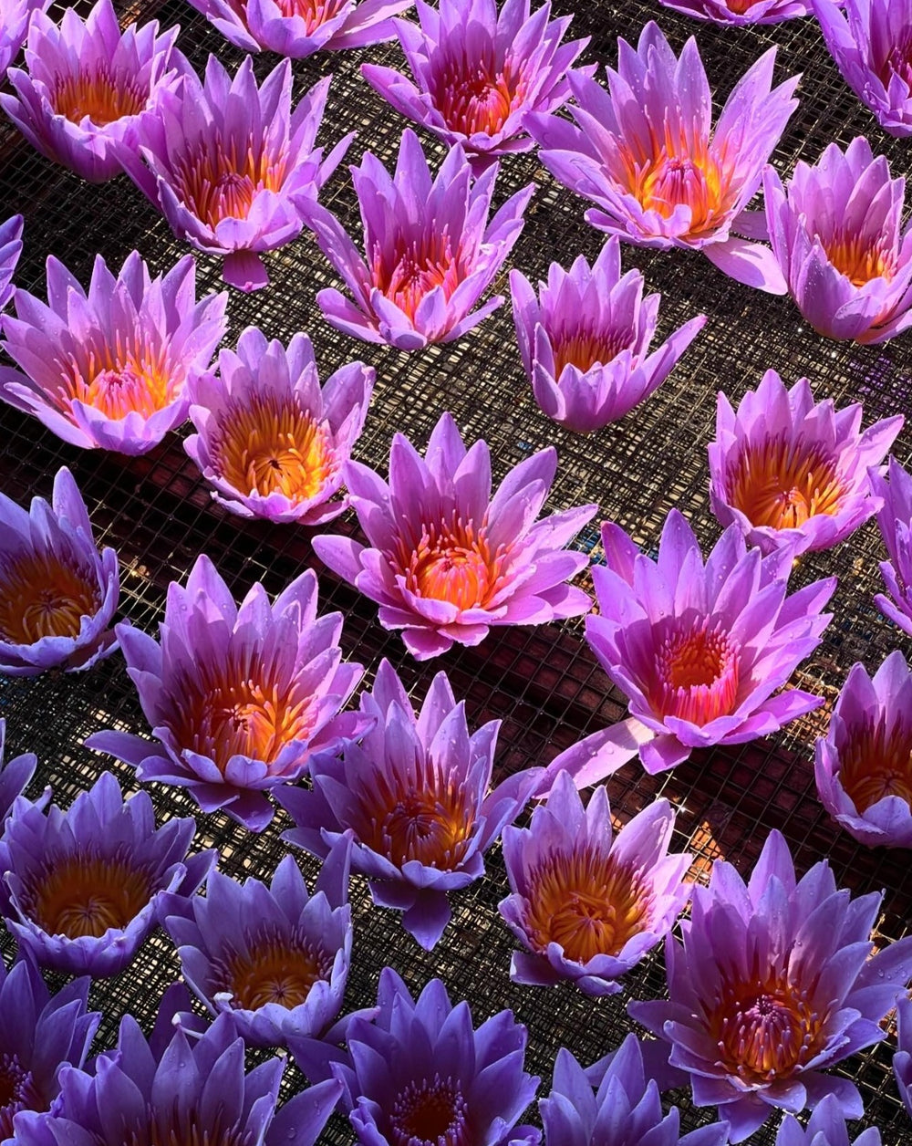 Blue Lotus Whole Flower Tea | The Qi